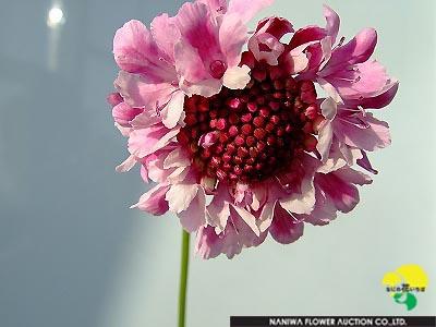 Scabiosa japonica Nana Biora.jpeg